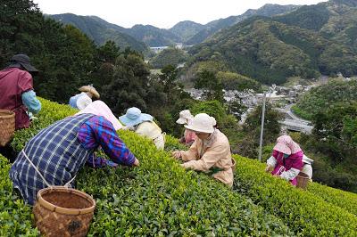 Le gout du printemps, shincha de Mariko Le gout du printemps, shincha de Mariko