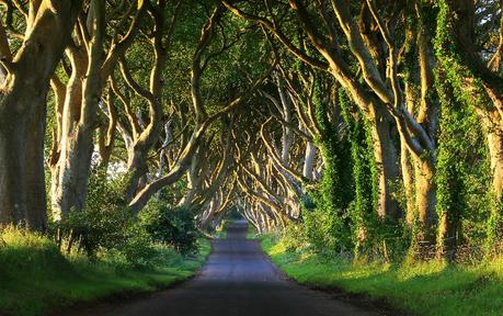 Voyagez sur les lieux de tournage de Game of Thrones Kingsroad – Dark Hedges, Balloney, Irlande du Nord