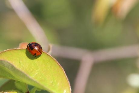 coccinelle romi 19 avril 2016 017.jpg