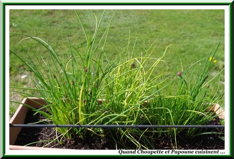 LES HERBES AROMATIQUES ... les herbes aromatiques-3317