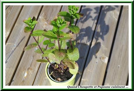 LES HERBES AROMATIQUES ... les herbes aromatiques-3319