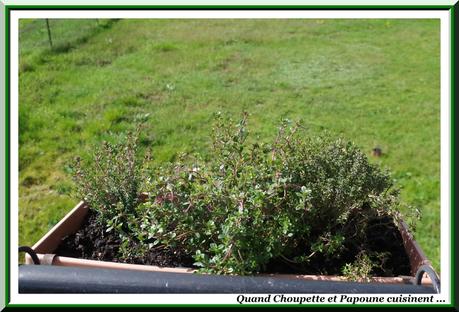 LES HERBES AROMATIQUES ... les herbes aromatiques-3318