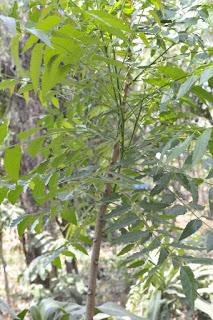 Crudités, condiments et plantes aromatiques dans la cuisine de l'Isan Crudités, condiments et plantes aromatiques dans la cuisine de l'Isan