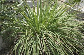 Crudités, condiments et plantes aromatiques dans la cuisine de l'Isan Crudités, condiments et plantes aromatiques dans la cuisine de l'Isan