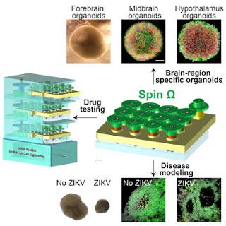 #cell #cerveau #organoïde #bioréacteur #Zika Organoïdes du cerveau région-spécifiques utilisant des mini-bioréacteurs pour la modélisation de l’exposition à ZIKV*