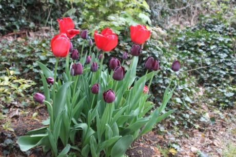 3 tulipes veneux 23 avril 2016 004.jpg
