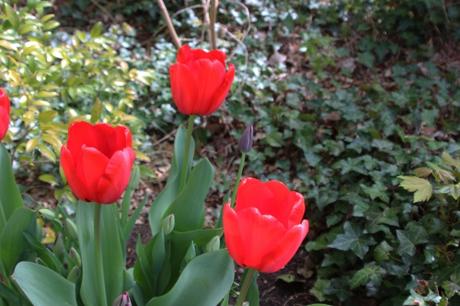 5 tulipes veneux 16 avril 2016 005 (1).jpg