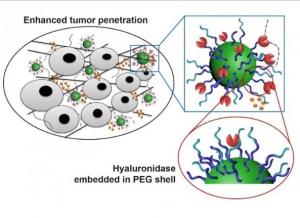 CANCER: Des nanoparticules équipées pour désarmer la tumeur – NanoLetters