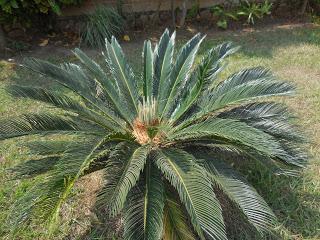 naissance d'un palmier