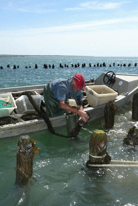 Nouvel épisode inquiétant de surmortalité des moules en Charente-Maritime Nouvel épisode inquiétant de surmortalité des moules en Charente-Maritime