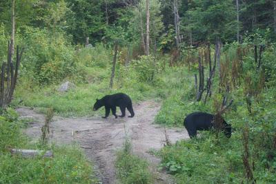 Etape au pays des ours à Saint-Jean-des-piles (#Roadtrip au Quebec)