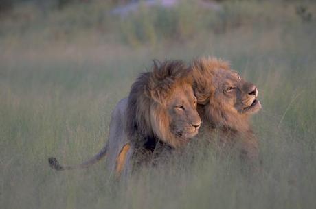 La photographie du jour MANDATORY CREDIT: Nicole Cambre/Rex Shutterstock. Only for use in this story. Editorial Use Only. No stock, books, advertising or merchandising without photographer's permission Mandatory Credit: Photo by Nicole Cambre/REX/Shutterstock (5635545e) The two lions appear to affectionately nuzzle Male lions copulating, Botswana - 28 Mar 2016 FULL COPY: http://www.rexfeatures.com/nanolink/s7l4 A photographer has captured a literal gay pride on camera. Nicole Cambré, a lawyer from Brussels, snapped two male adult lions getting more than affectionate last month (March). She explains: