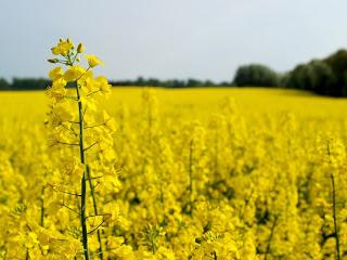 RÉFORME DU DROIT DES CONTRATS L’agriculture ne sera pas épargnée RÉFORME DU DROIT DES CONTRATS L’agriculture ne sera pas épargnée