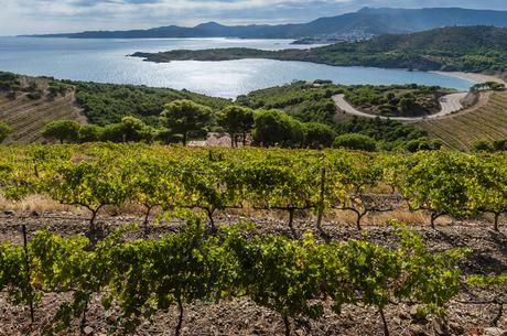 Arpentez les routes des vins de France et d'Europe des vins