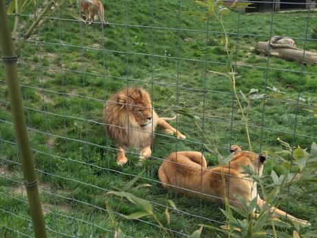 Le zoo de Cerza