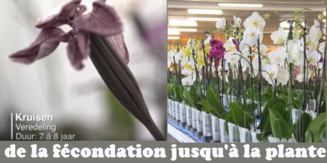 Ter Laak Orchidées Ter Laak Orchidées