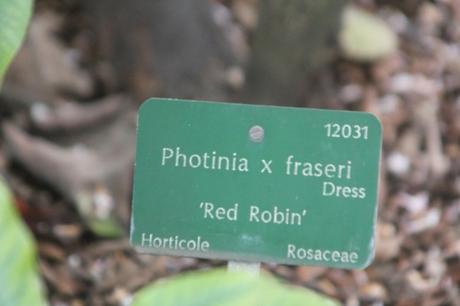 photinia red robin paris 24 déc 2012 038 (1).jpg