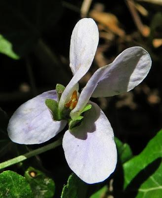 Violette étonnante (Viola mirabilis)