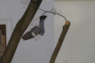 Le pigeon équilibriste ou la quête de la graine ultime