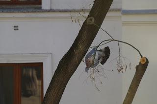 Le pigeon équilibriste ou la quête de la graine ultime