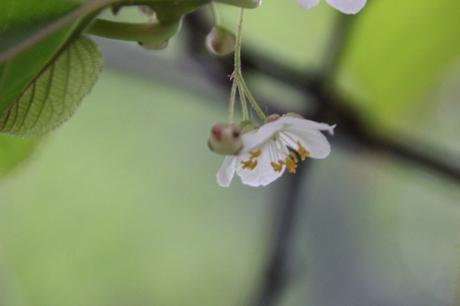 15 b actinidia kolo m veneux 9 mai 2016 005.jpg