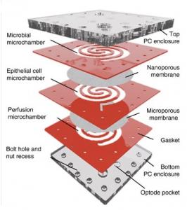 MICROBIOME: HuMIX, le modèle in vitro qui fonctionne comme un intestin humain  – Nature Communications