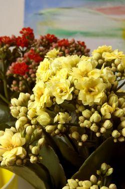 Kalanchoé-Calandiva_06 Kalanchoé-Calandiva_06