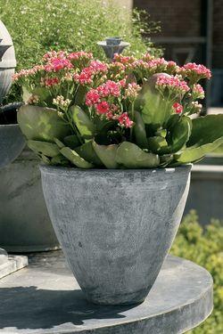 Kalanchoé-Calandiva_03 Kalanchoé-Calandiva_03