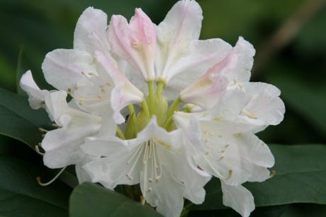 Rhododendron 'Cunningham's White' 7 Cunningham's white 21 avril 006.jpg
