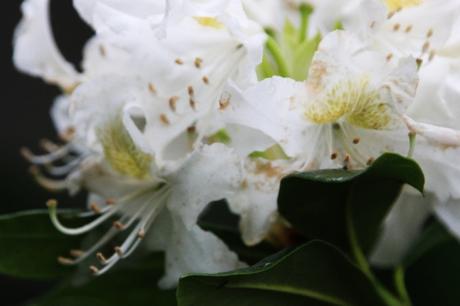 Rhododendron 'Cunningham's White' 5 cunningham's white veneux 12 mai 2016 006.jpg