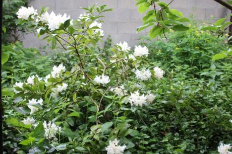 Rhododendron 'Cunningham's White' 1 cunningham's white veneux 12 mai 2016 002.jpg