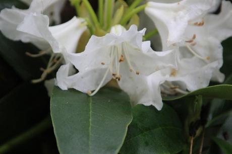 Rhododendron 'Cunningham's White' 3 cunningham's white veneux 12 mai 2016 004.jpg