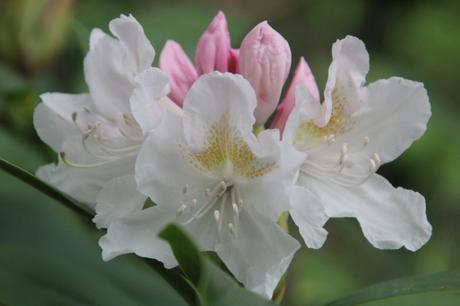Rhododendron 'Cunningham's White' 8 cunningham'white 29 avril 2013 012 (3).jpg