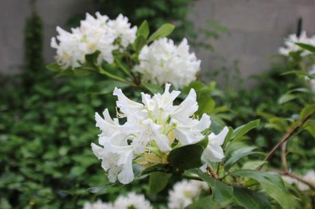 Rhododendron 'Cunningham's White' 2 cunningham's white veneux 12 mai 2016 003.jpg