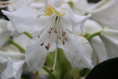 Rhododendron 'Cunningham's White' 4 cunningham's white veneux 12 mai 2016 005.jpg
