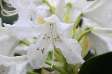 Rhododendron 'Cunningham's White' 6 cunningham's white veneux 12 mai 2016 007.jpg