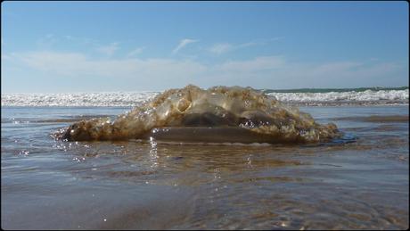 Il n’y aurait donc pas assez de méduses sep14