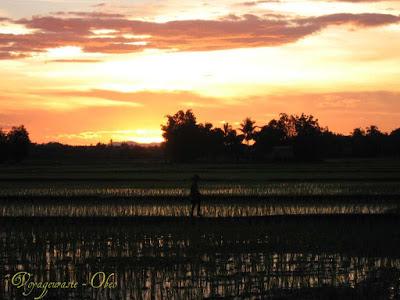 Le riz à Chiang Raï La maîtrise de la patience (vidéo)