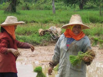 Le riz à Chiang Raï La maîtrise de la patience (vidéo)