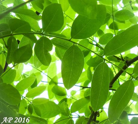 Juste des feuilles / Just Leaves Ligne d'Horizon / Skyline
