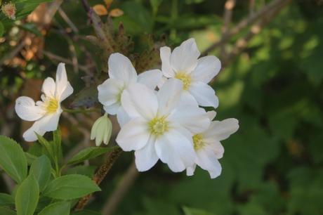 Clematis Avalanche ? 5 clematis avalanche veneux 5 mai 2016 003.jpg