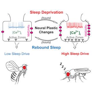 #cell #sommeil #plasticiténeuronale #circuitsneuronaux #patchclamp Le besoin de sommeil est codé par les changements dans la plasticité d’un circuit spécialisé du système nerveux