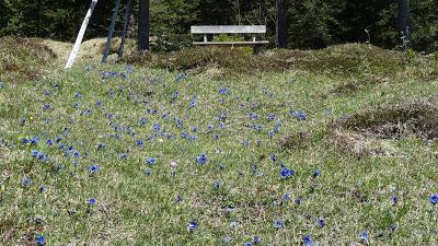 Alpine springflowers with a view in Mittelwald May 2016