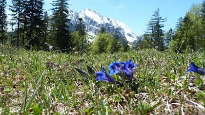 Alpine springflowers with a view in Mittelwald May 2016