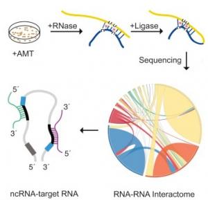 GÉNOME: L'ADN poubelle trahi par ses interactions – Molecular Cell