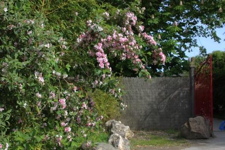 1 weigelia nesles 22 mai 2016 003.jpg