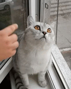 Le tricot en gif : le tricot vu par les chats chat imperturbable