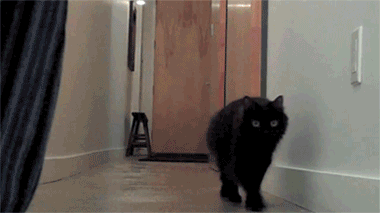 Le tricot en gif : le tricot vu par les chats distract cat