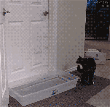 Le tricot en gif : le tricot vu par les chats chat malin
