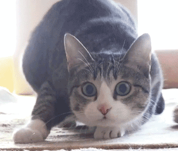Le tricot en gif : le tricot vu par les chats chat gigle